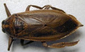 Hemiptera Belostomatidae3