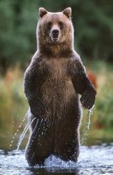Standing Bear2 Small