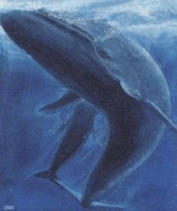 Blue Whale