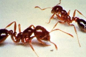 Ant4