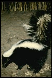 Skunk