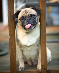 Pug