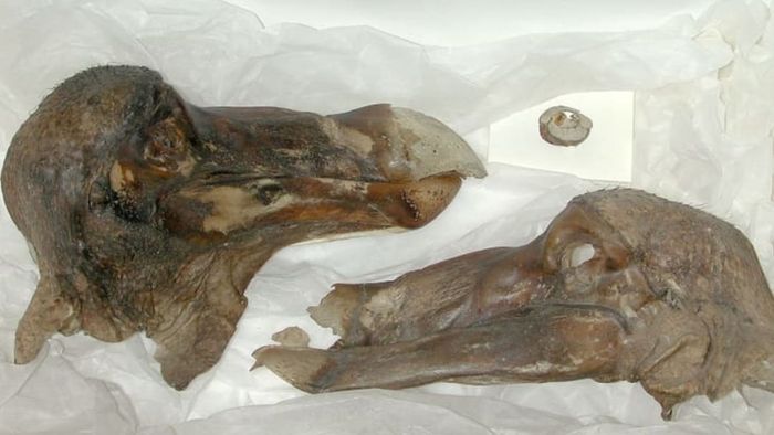 The Oxford University Dodo head, featuring skin and a sclerotic ring.