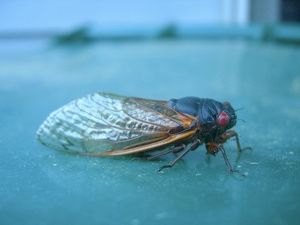 Cicada