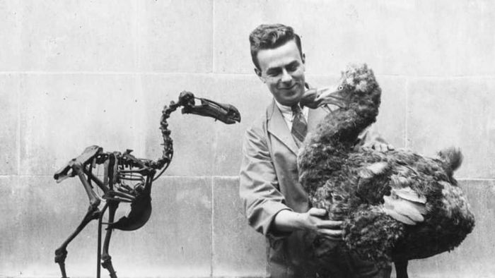 A subfossil Dodo skeleton (a bone that hasn't fully fossilized) and a reconstructed model of the extinct bird, displayed in a museum in Wales around 1938.