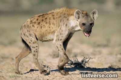 Hyena