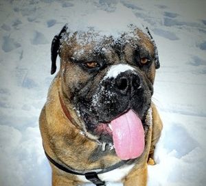 Bullmastiff