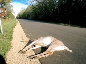 Road Kill