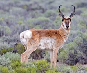 Pronghorn