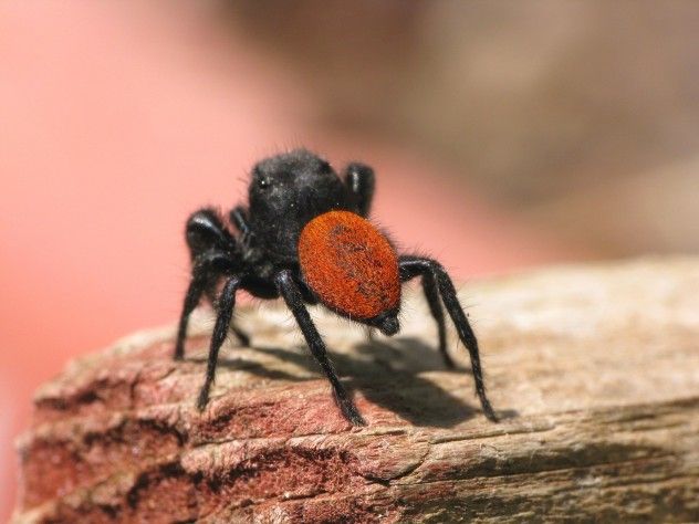 spider