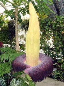Corpseflower