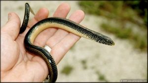 Glass Lizard