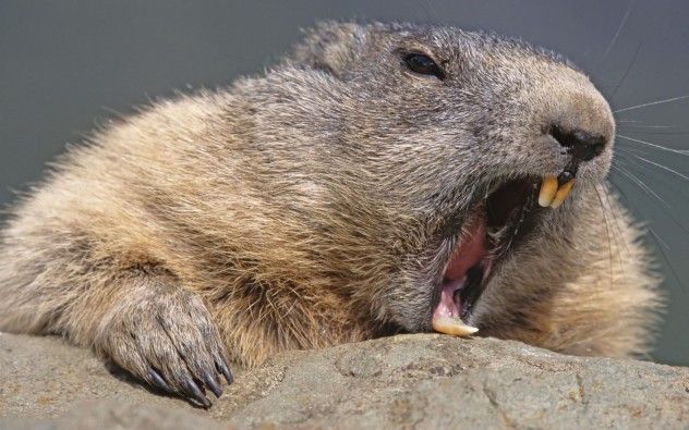 beaver