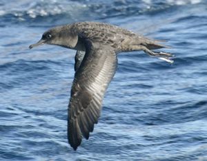 Sooty Shearwater
