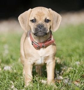 Puggle