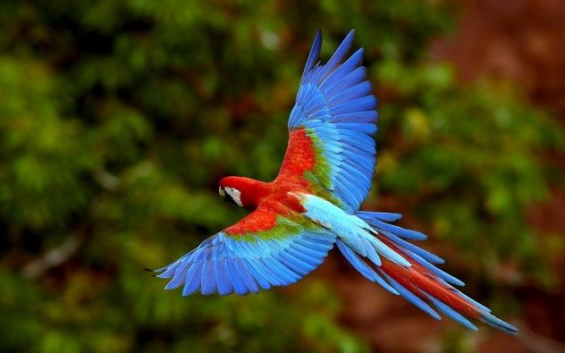 parrot