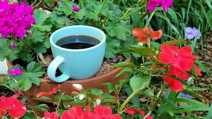 Coffee as Plant Food