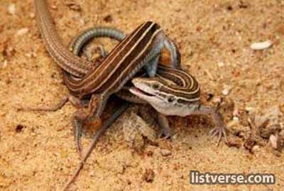 Whiptail Lizard Reproduction