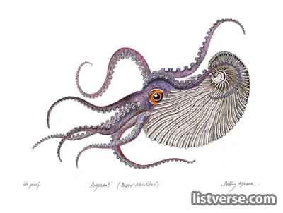 Argonaut