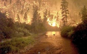 Wildfire