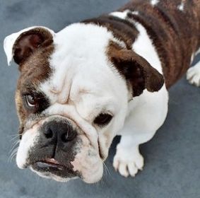 Bulldog