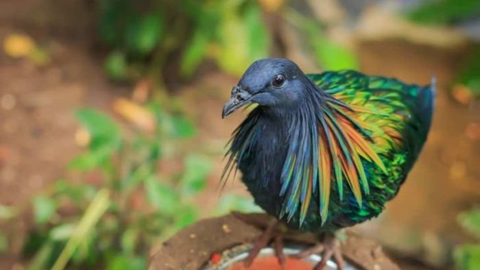 A Nicobar pigeon.