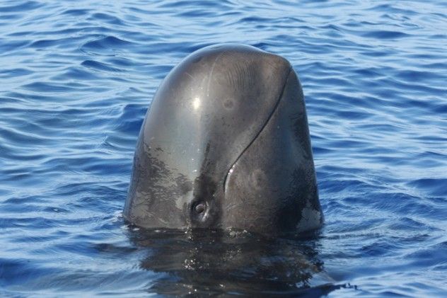 whale