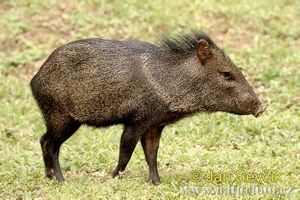 Collared-Peccary--Pecari-Tajacu-Pekari-2