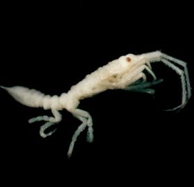 Shrimp