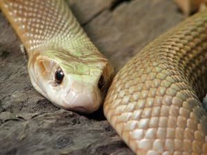 Taipan