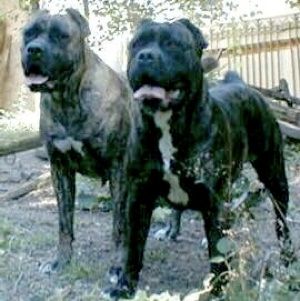 Boerboel 2