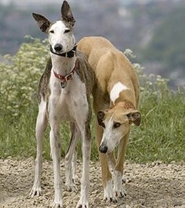 Greyhound