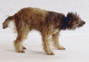 Wet Dog
