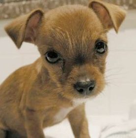 Chihuahua