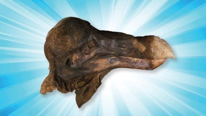 Dodo: © Oxford University, Oxford University Museum of Natural History. Image Credits: iStock