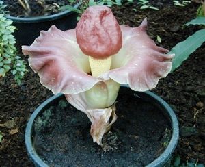 Amorphophallus