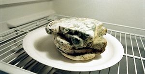 Rotten Food