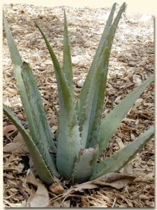 Aloe Vera