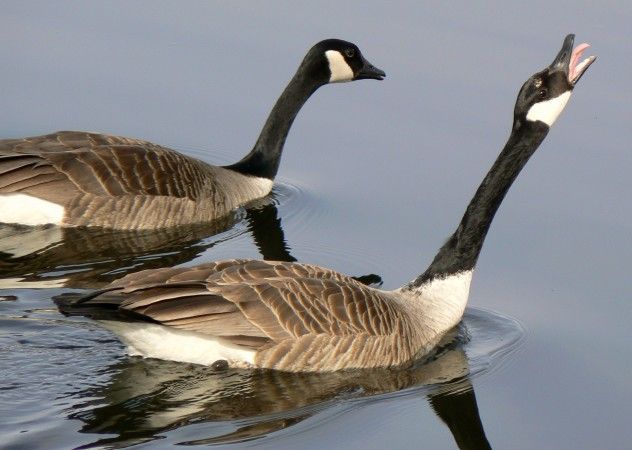 goose