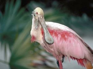 Roseatespoonbill