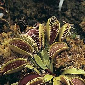 Venus Fly Trap