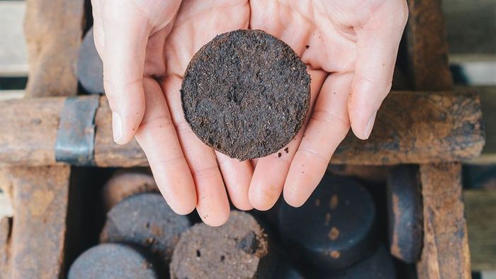 Coffee as Plant Fertilizer