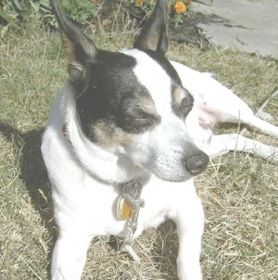 Rat Terrier
