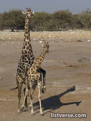 Giraffe