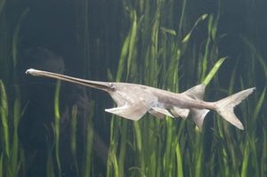 Paddlefish2