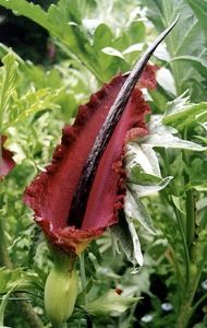 Dracunculus Vulgaris