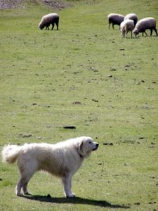 Great Pyrenees 1