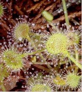 Sundew