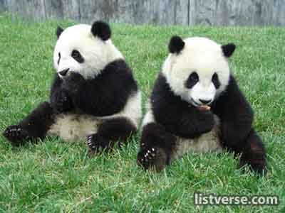 Giant pandas have a reputation for being notoriously difficult to breed in captivity. However, a breakthrough in China revealed that showing pandas adult-themed videos could boost their mating interest! This method led to a significant increase in the panda population at the Wolong Zoo in 1998.
