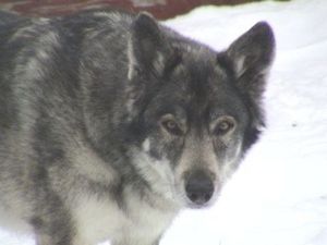 Wolf - German Shepherd